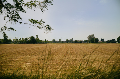 golden field of wheat