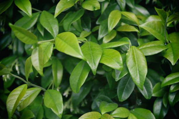 istock Closeup reen leaves background. Fresh leaves pattern. Natural background 1399330342
