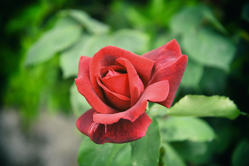 Red Rose in Summer Ornamental Garden Against Sky