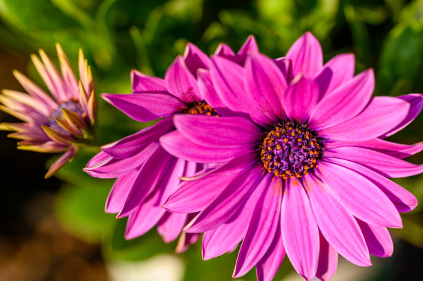 istock Beautiful  summer flowers 1399331782