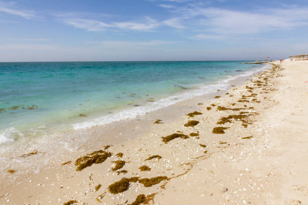 sea beach of sir bani yas, abu dhabi, united arab emirates - middle east recreational pursuit abu dhabi united arab emirates imagens e fotografias de stock