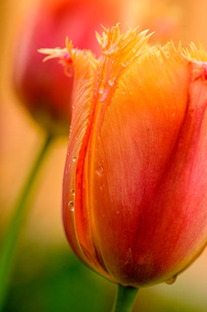 istock Beautiful  tulip close-up 1399334823