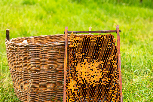 close-up of a basket with honeycombs with honey, for catching a bee hive on the grass. Apitherapy. countryside