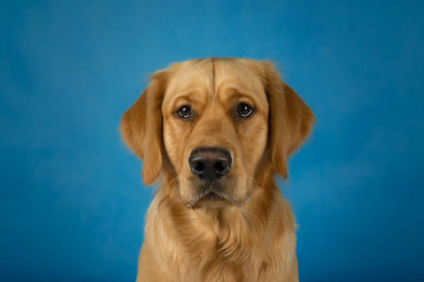 Golden retriever dog in photo studio on blue photography background