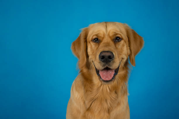 istock Golden retriever dog in photo studio 1399335079