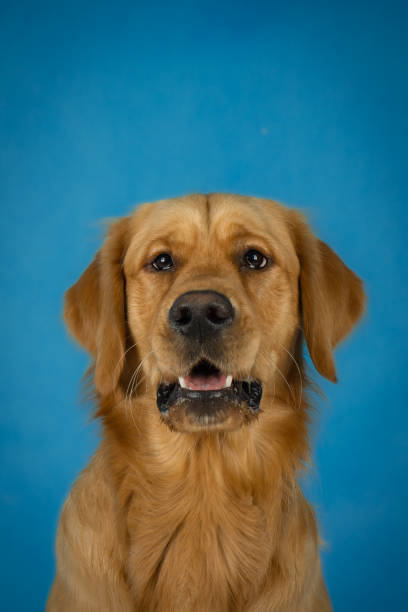 istock Golden retriever dog in photo studio 1399335082