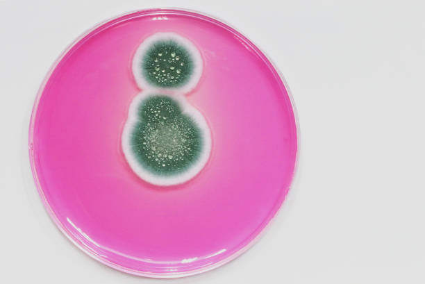 colonias de hongos aisladas en el laboratorio - penicillium fotografías e imágenes de stock