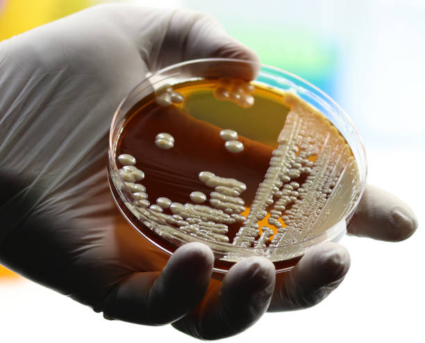istock Probiotic yeast Saccharomyces 1399336053
