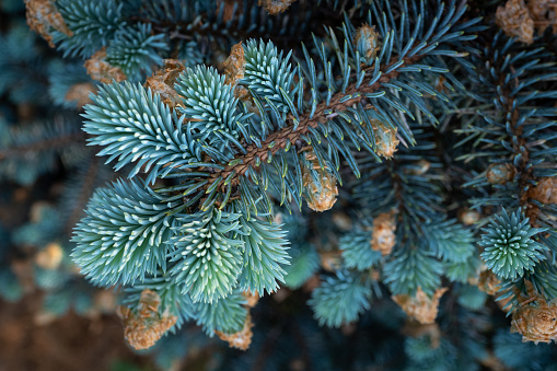 Young shoots on branches blue spruce.