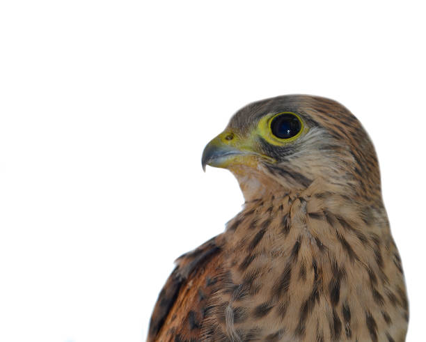 istock The muzzle of a falcon . A predatory, wild bird. Kestrel. Isolate. 1399336680