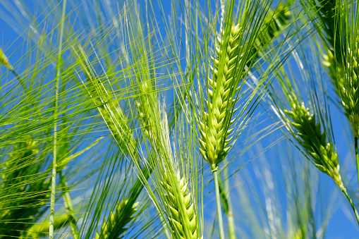 Homalocladium platycladum or Muehlenbeckia platyclada in garden, This plant is green throughout the trunk.