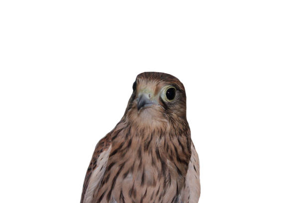 istock Portrait of an ordinary kestrel.  Isolate. 1399336750