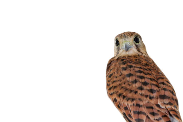 istock Kestrel falcon on a white background. Portrait. Isolate. 1399336751