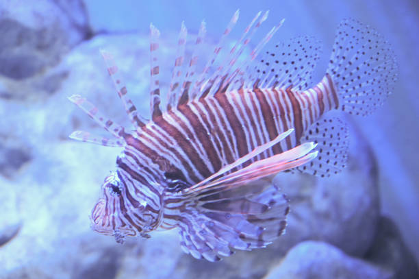 Shortfin dwarf lionfish also known as Dendrochirus brachypterus, dwarf lionfish, short-finned turkeyfish, shortspine rockcod or shortspine scorpionfish swimming in aquarium fish tank Dendrochirus brachypterus, the dwarf lionfish, short-finned turkeyfish, shortspine rockcod or shortspine scorpionfish, is a species of marine ray-finned fish belonging to the family Scorpaenidae, the scorpionfishes and lionfishes. It is found in the Indo-Pacific. dendrochirus stock pictures, royalty-free photos & images