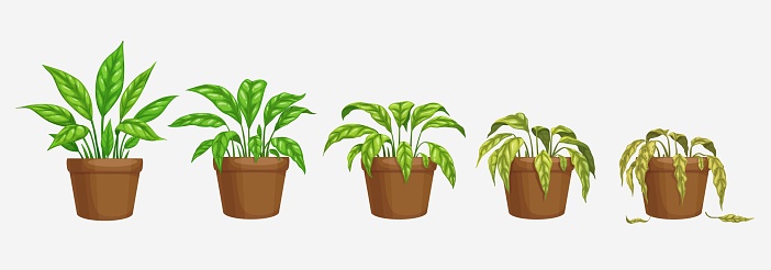 Growth, wither and wilt evolution phase, flower plant in pot. Isolated vector flowerpots with cartoon dying blossom with green or brown dry leaves. Spathiphyllum life process, plant withering timeline