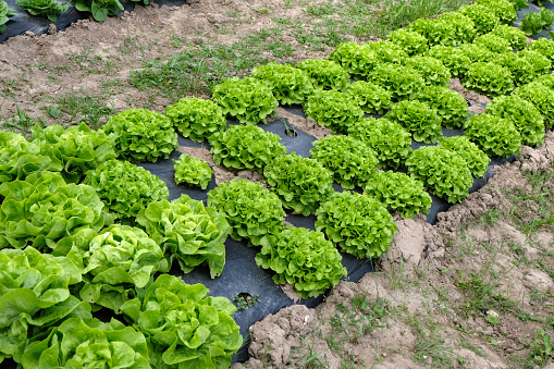 Lettuce cultivation in a field in Brittany