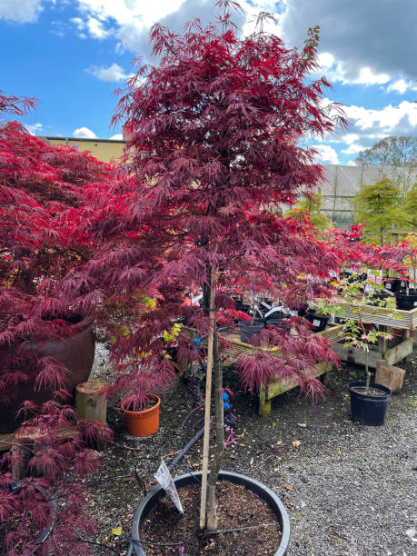 image of dissected, red japanese maple (acer palmatum atropurpureum) staked and trained growing in plastic pot at plant nursery garden centre, cloudy blue sunny sky - construction frame plastic agriculture greenhouse imagens e fotografias de stock