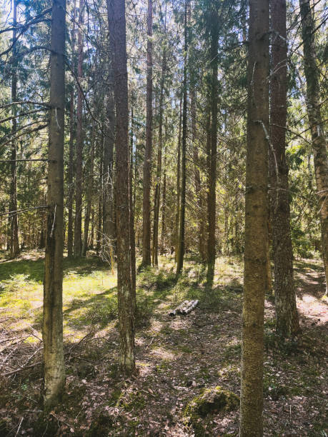 istock Wild dry forest, pine trees, fir trees, forest background, no people 1399339978