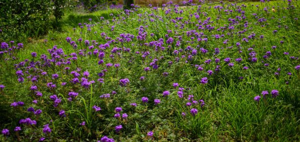 istock Purple flowers and green leaves 1399340041