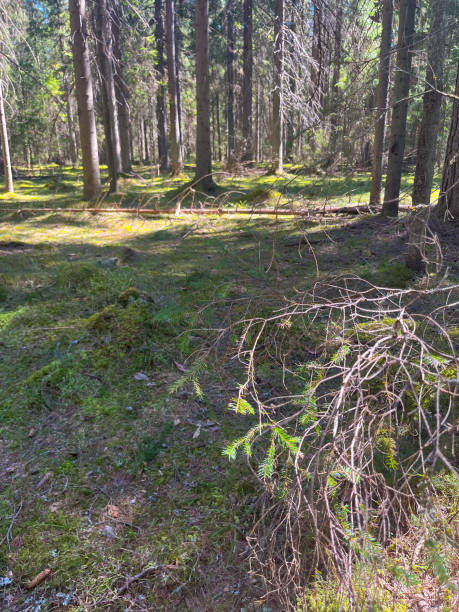 istock Wild dry forest, pine trees, fir trees, forest background, no people 1399340213