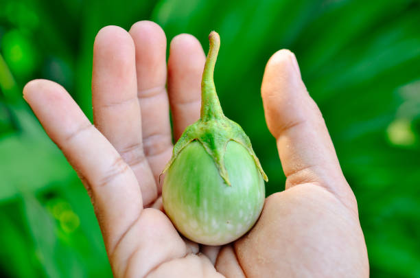 istock thai Brinjal recipe for making food 1399340465