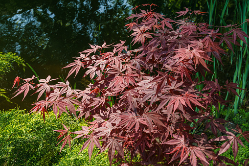 Japanese maple Acer palmatum Atropurpureum. Young red leaves above green twigs of Juniperus pfitzeriana or Juniperus media Golden Saucer against blurred greenery background. Spring landscape