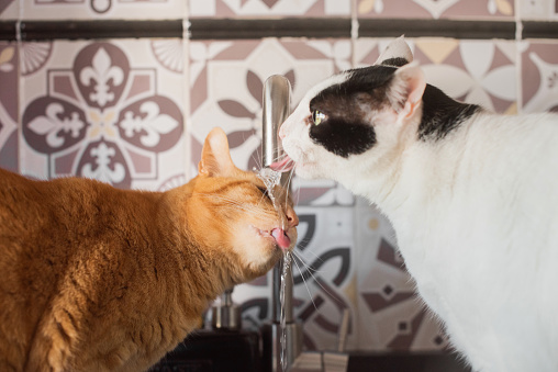 Two cats drinking water from kitchen tap at the same time