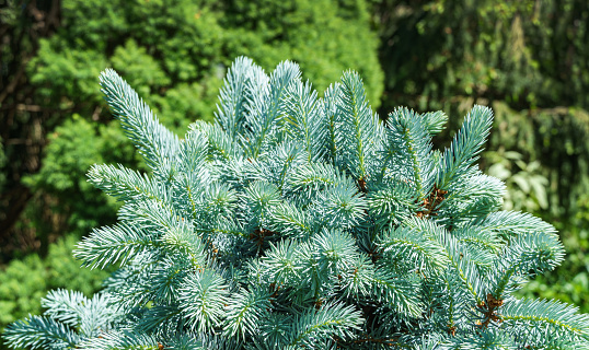 Silver-blue needles of a Christmas tree as a background. Blue spruce Picea pungens Hoopsii with new growth in ornamental garden. Nature concept for spring or Christmas design. Close-up selective focus