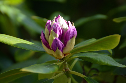 Single purple Rhododendron flower against a green background