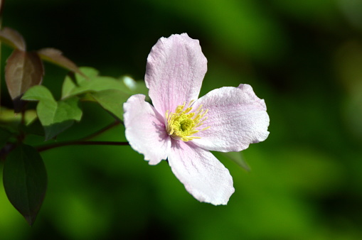 Romantic rose colored clematis close up