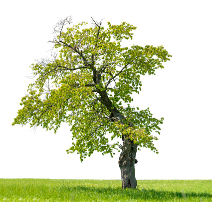 Isolated Cherry Tree or Prunus avium on White Background