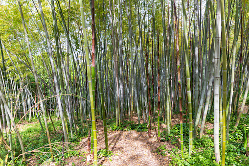 Bamboo forest on the territory of the botanical garden of Rome, Italy in summer.