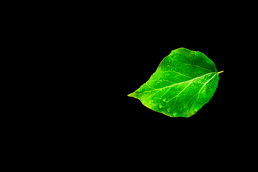 Isolated green leaf with water drops on black background, with clipping path