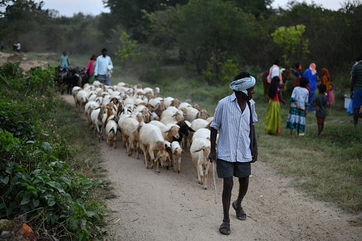 Chintamani, Karnataka, India- January 16, 2022:\nAt dusk a native old man is taking flock of sheep back to his village with a bamboo stick in his hand at Chintamani, Karnataka, India.