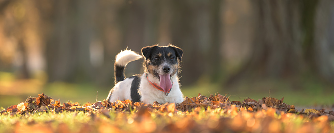 Pretty little Jack Russell Terrier dog is lying on leaves and posing in autumn.