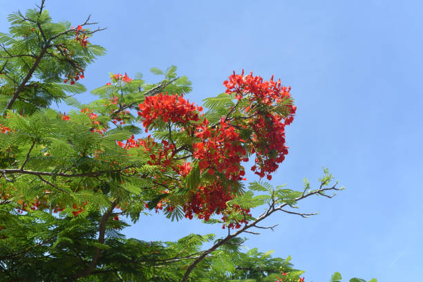 istock Delonix regia or flame tree growing in Nha Trang Vietnam 1399343232
