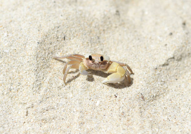 istock Atlantic ghost crab at Doc Let beach in Vietnam 1399343242