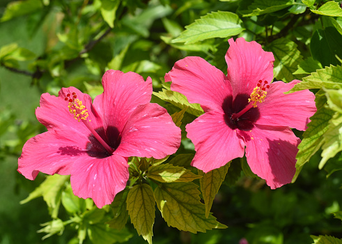 Hibiscus rosa-sinensis, known colloquially as Chinese hibiscus, China rose