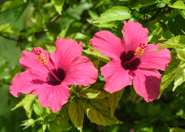 Hibiscus rosa-sinensis, known colloquially as Chinese hibiscus, China rose Hibiscus rosa-sinensis, known colloquially as Chinese hibiscus, China rose rosa chinensis stock pictures, royalty-free photos & images