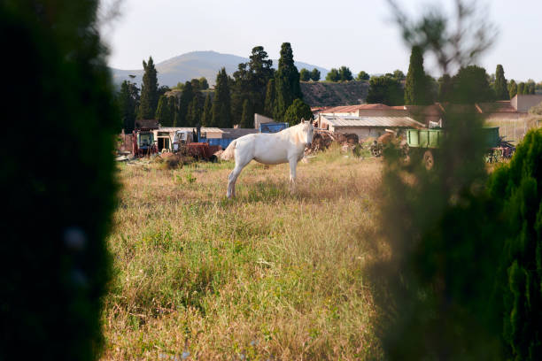 istock White horse on a farm 1399344284