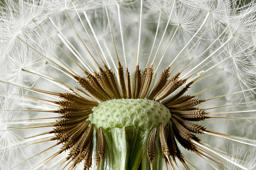 Inside a dandelion clock head close up with many seeds still attached. Macro detail of a natural weed