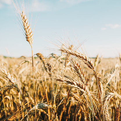 Triticale grain on sunlit golden field with blue sky. Summer or autumn grain crop season. Harvest landscape. Wheat and rye. Gluten. Agriculture and farming. Grain drain. Pesticides