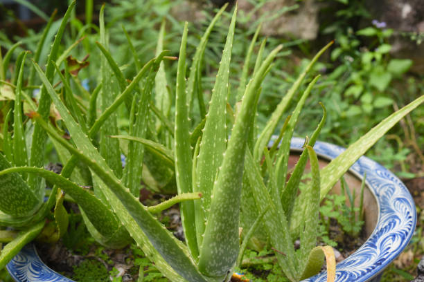 aloe vera che cresce in vaso in vietnam - healthy lifestyle homeopathic medicine aloe plant foto e immagini stock