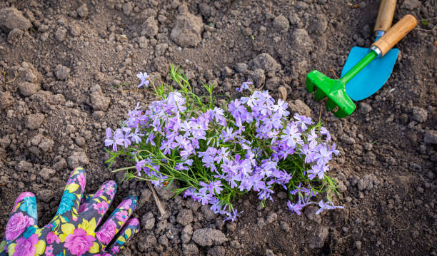 На каком расстоянии сажать флоксы?