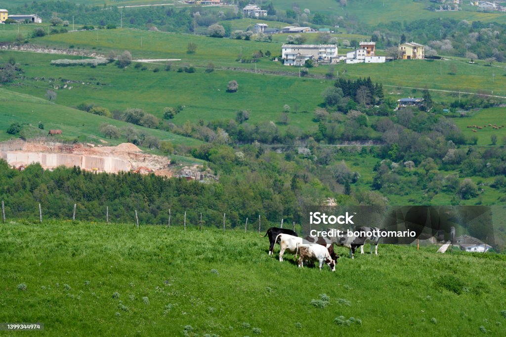 pascolo Lessini Mountains (Vr), grazing cows Agriculture Stock Photo
