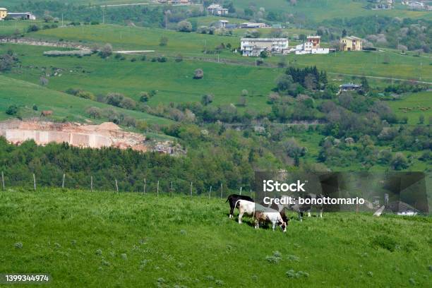 Pascolo Stock Photo - Download Image Now - Agriculture, Animal, Color Image