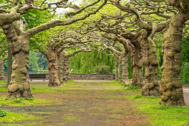 Krefeld,  Germany, May 2022: Plane Trees in Schönwasserpark