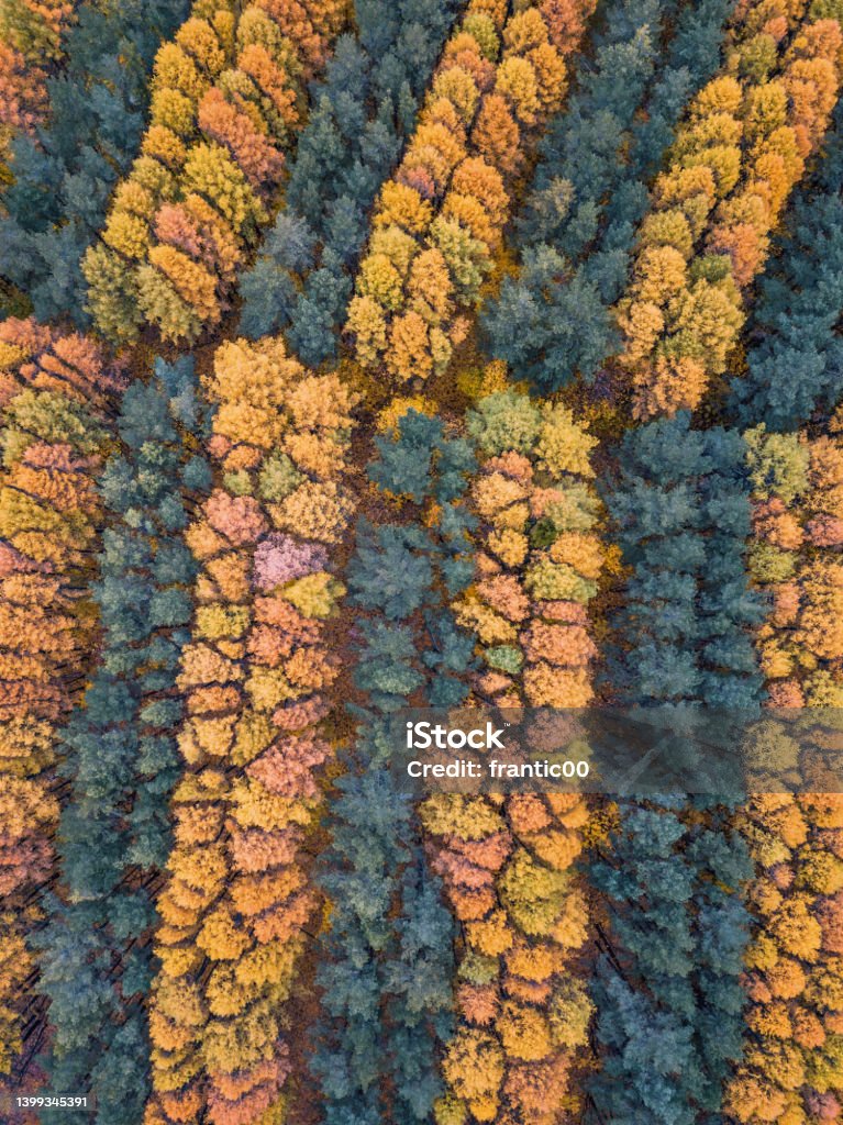 Aerial background with stripes of tree foliage during late autumn. Parks and plantation concept Aerial View Stock Photo