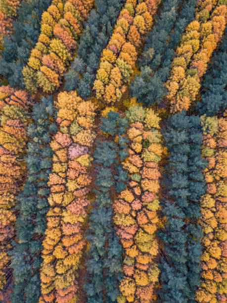 Aerial background with stripes of tree foliage during late autumn. Parks and plantation concept Aerial background with stripes of tree foliage during late autumn. Parks and plantation concept timberland arizona stock pictures, royalty-free photos & images