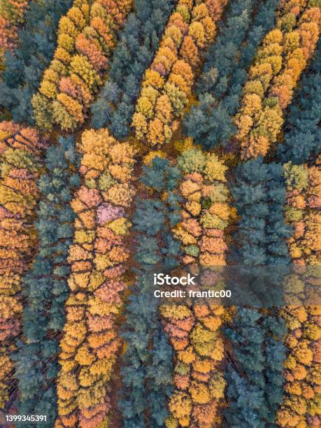 Aerial Background With Stripes Of Tree Foliage During Late Autumn Parks And Plantation Concept Stock Photo - Download Image Now